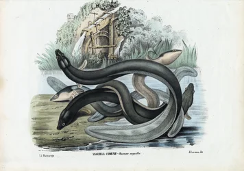 Anguille, 1863-79